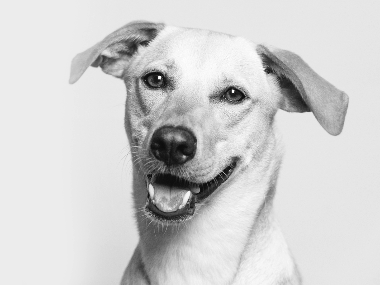 fido